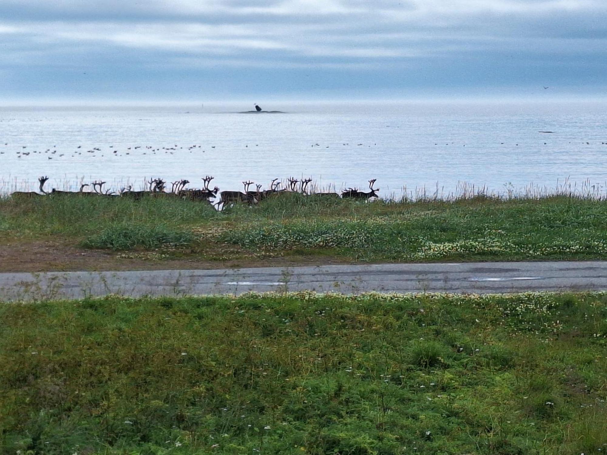 Feriehus Ved Barentshavet - Holiday Home By The Barents Sea Ytre Kiberg Eksteriør bilde